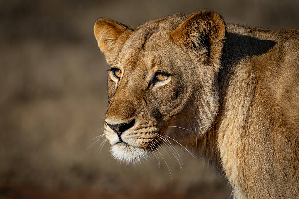 istock The Hunter's Gaze 2211251051