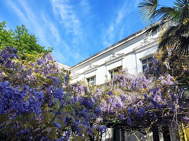 istock Blooming wisteria 2211251452