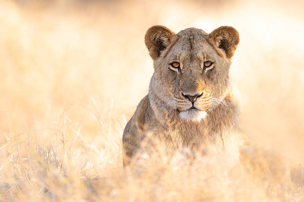 istock Golden Light on the Lioness 2211251577
