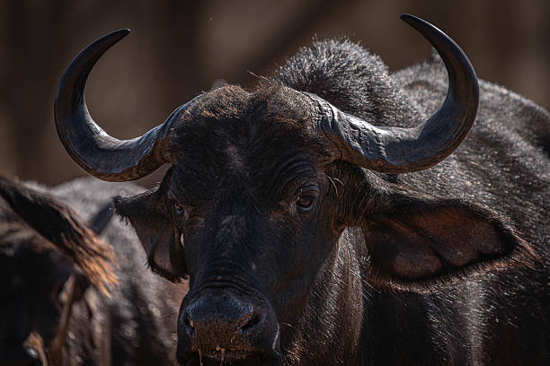 istock Close Encounter with a Cape Buffalo 2211251799