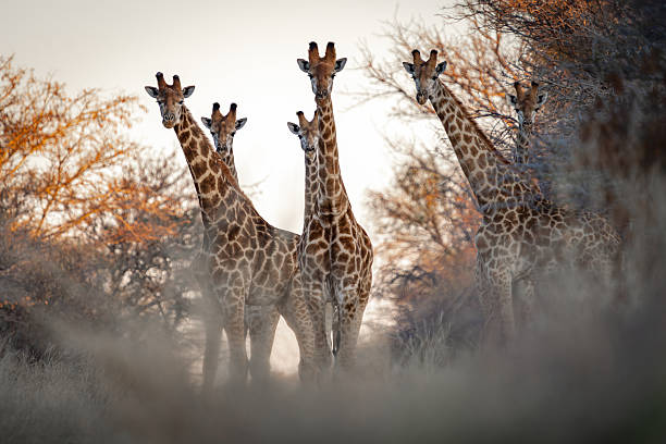 istock Tower of Giraffes Amid the Trees 2211251846