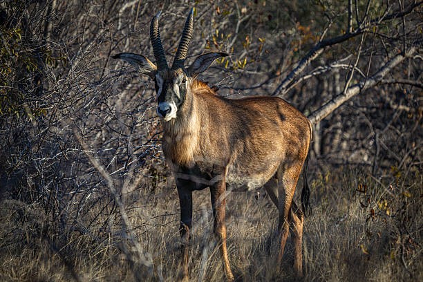 A proud Sable Antelope (Hippotragus niger) is seen among the tangled dry branches of the African bush, its muscular frame blending into the landscape while its striking white facial mask and robust horns command attention. This image captures the animal’s calm yet vigilant presence in its wild domain. Photo taken in South Africa.