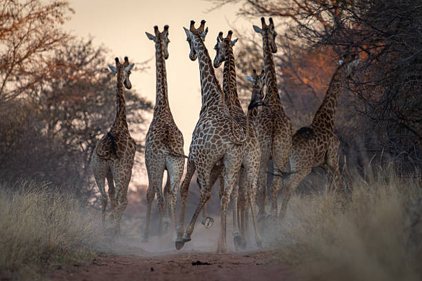 istock Giraffe Procession Through the Savanna 2211251851