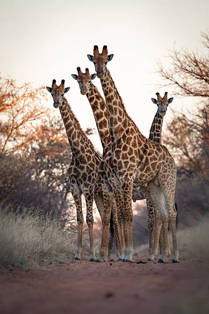 istock Giraffe Tower in the Bushveld 2211251854