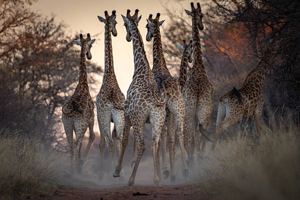 istock Giraffe Herd on the Move at Dusk 2211251858