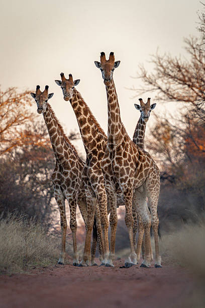 istock Giraffes in Perfect Harmony 2211251873