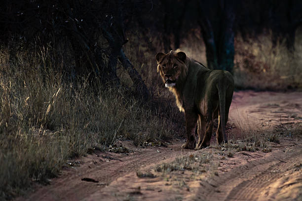 istock A Silent Guardian of the Path 2211252130