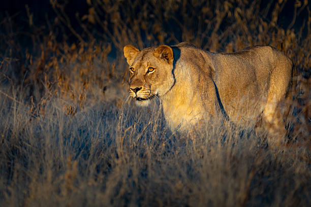 istock Warm Light and Intense Gaze 2211252366