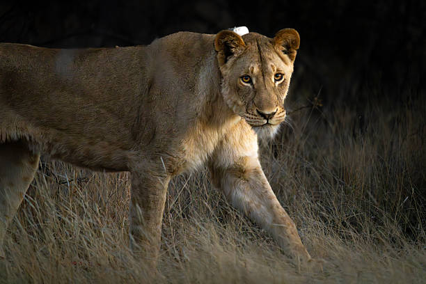 istock The Watchful Huntress 2211252368