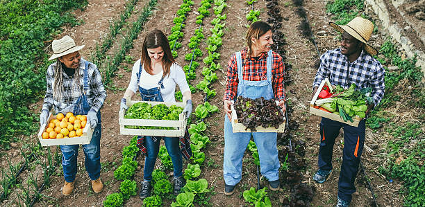 istock Multi generational farmer team holding wood boxes with fresh organic vegetables - Harvest and organic products concept - Soft focus on center latin woman face 2211252806