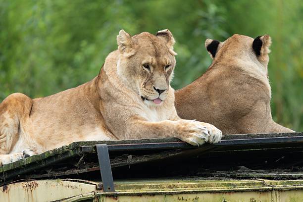 Portrait of a Majestic male lion in Maasai Mara reserve in Kenya relaxing