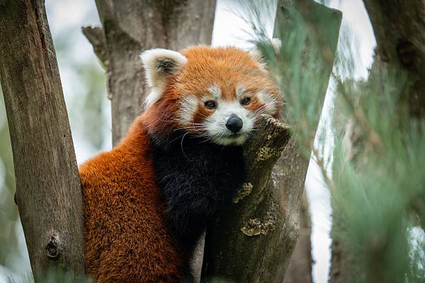 istock Red panda relaxing on a tree branch. 2211253957