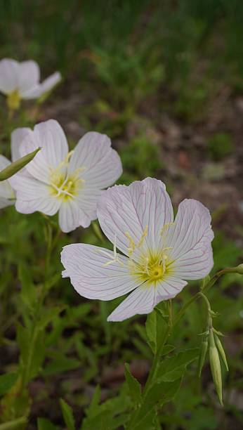 istock Delicate White Flowers in Garden 2211254206
