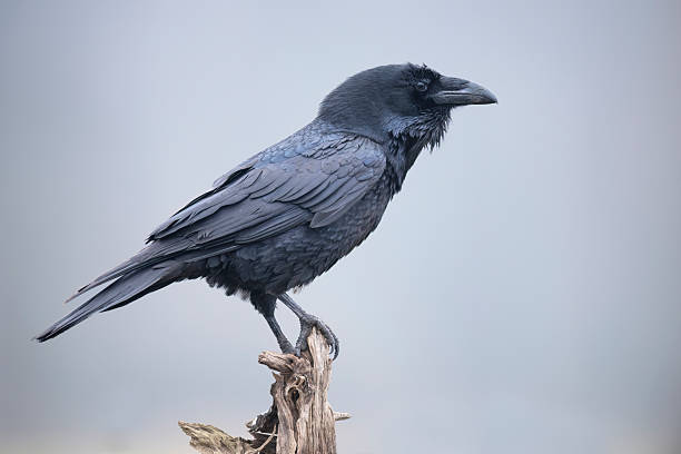 istock Raven bird ( Corvus corax ) close up 2211254627