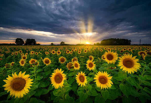 istock Beautiful sunset over sunflowers field 2211254749