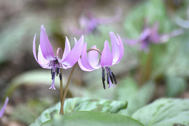 Dogtooth violet flowers blooming in spring