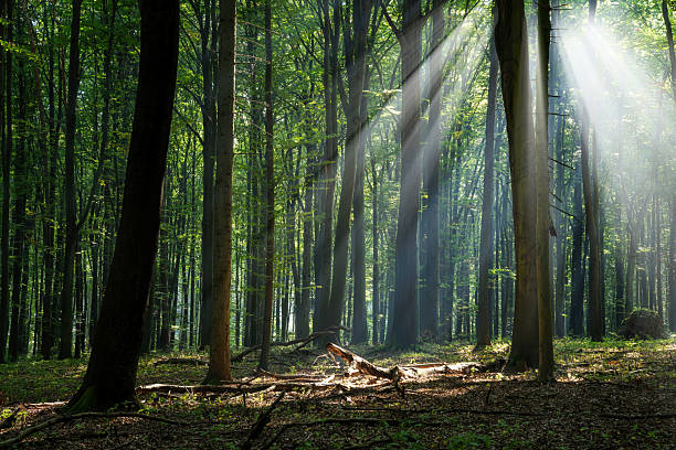 Color spring view in Orlicke mountains with green fresh forests and meadows in sunny evening