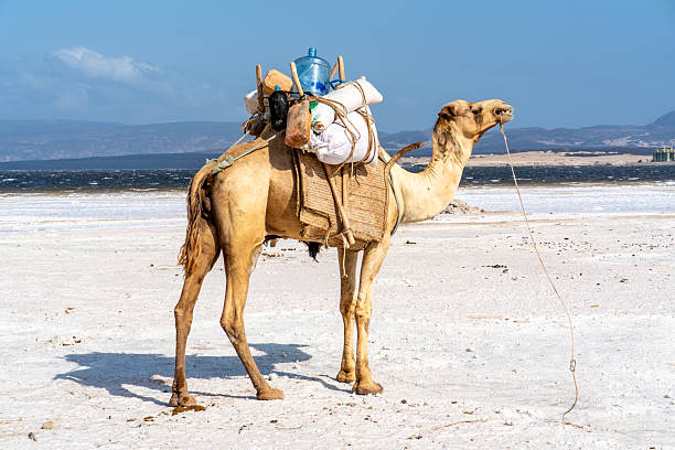 POV of young woman riding camel on beach with guide