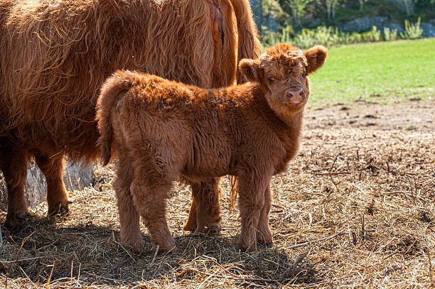A pair of Highland cattle (mother cow and calf) on a deep green pasture.