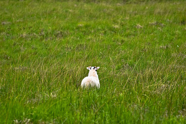 Landscape photo of two Australian sheep, one sitting, one standing, in a grassy farm paddock in the shade, near an Elm tree trunk, near Armidale, NSW.