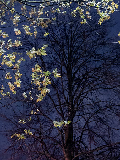 istock Autumn Foliage in Glasgow, Scotland, UK 2211257065