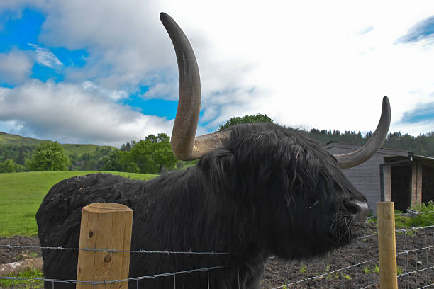 Highland Cow in nature