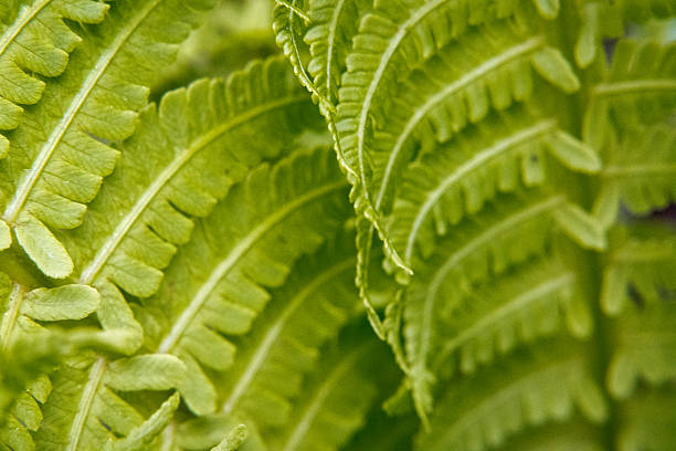 Fern leaves.