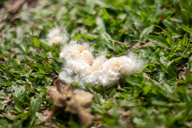 Ripe cotton boll ready for harvest isolated on white background