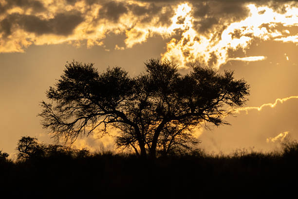 Tree silhouette against moody sunset in Africa