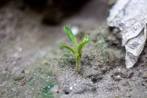 istock A seedling is growing in the soil, and the back is blurred. 2211258038