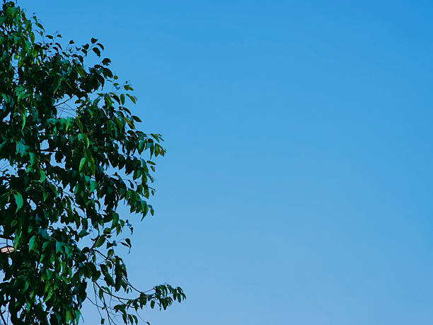 Vivid green tree branches and leafy foliage set against a vibrant, cloudless blue sky.