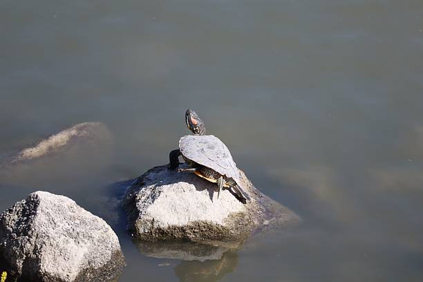 istock Turtle basking on a rock in a calm pond. 2211259929