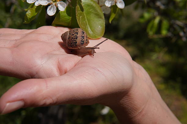 An orange snail with an elongated head on a hand.