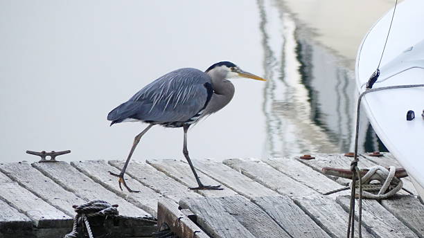 istock Great Blue Heron in the morning 2211260727