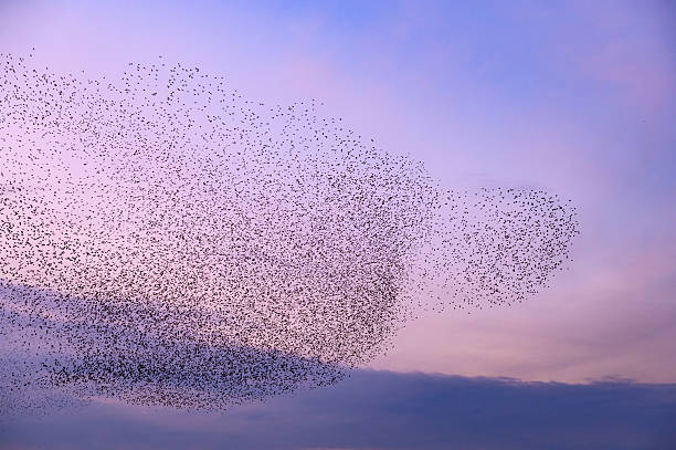 istock Starling murmuration during sunset at the end of a winter day 2211261098