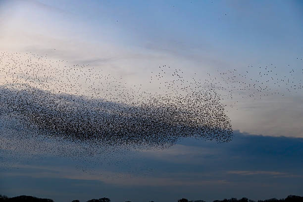 istock Starling murmuration during sunset at the end of a winter day 2211261121