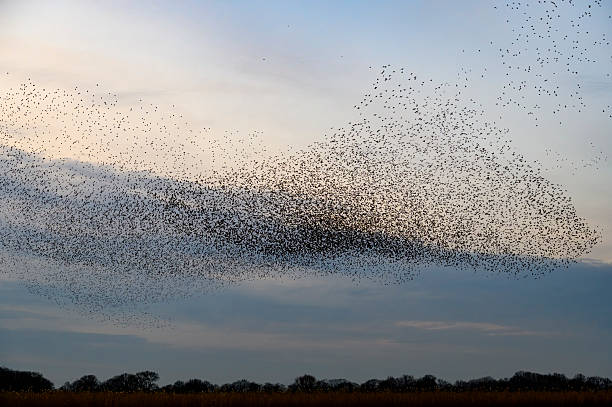 istock Starling murmuration during sunset at the end of a winter day 2211261163
