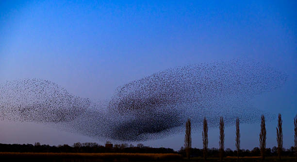 istock Starling murmuration during sunset at the end of a winter day 2211261221