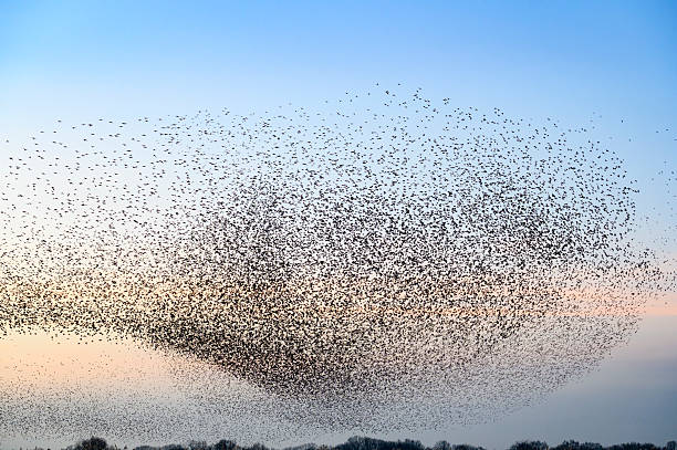 Starling birds murmuration in the sky during a calm sunset at the end of the day. Huge groups of starlings (Sturnidae) in the sky that move in shape-shifting clouds before the night.  Sparrow hawks birds of prey hunt for starlings making the large flock of birds react.