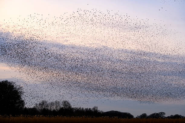 istock Starling murmuration during sunset at the end of a winter day 2211261254