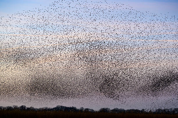 istock Starling murmuration during sunset at the end of a winter day 2211261328