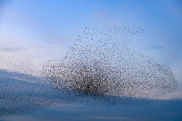 istock Starling murmuration during sunset at the end of a winter day 2211261406