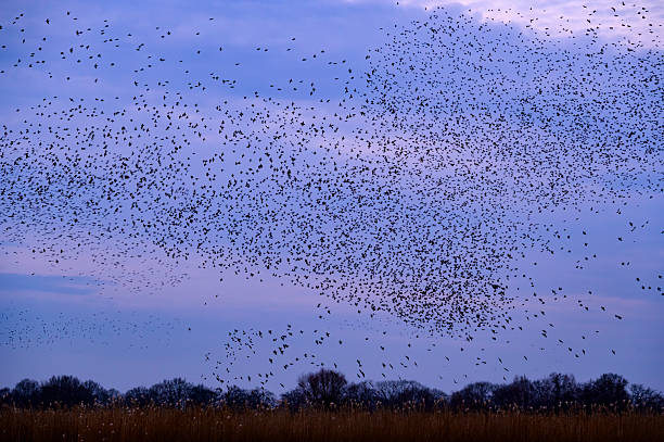 istock Starling murmuration during sunset at the end of a winter day 2211261419