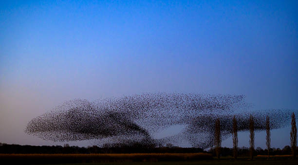 istock Starling murmuration during sunset at the end of a winter day 2211261437