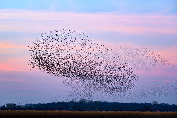 istock Starling murmuration during sunset at the end of a winter day 2211261442