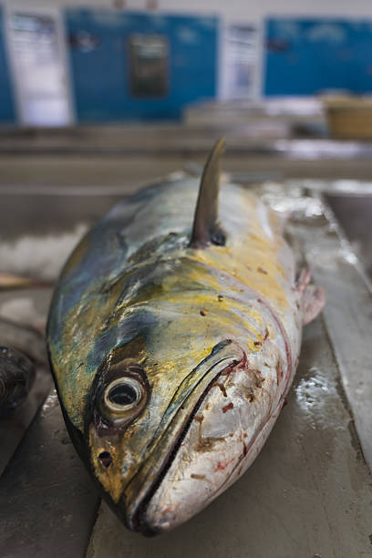 istock Fresh fish lying on metal table in fish market in oman 2211261470