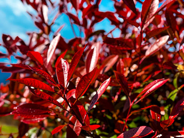 istock Vivid red leaves in sunlight against a clear blue sky 2211262319