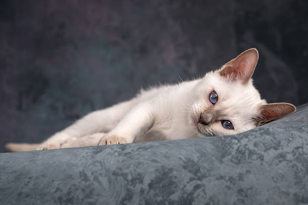 A beautiful Siamese kitten is lying on a gray background. Beautiful Animal, Studio Shooting. High quality photo