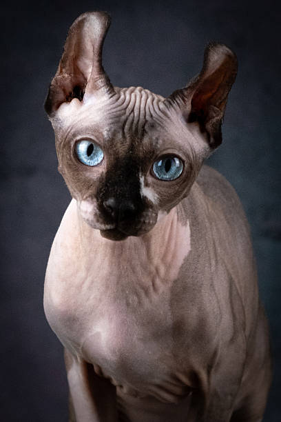 istock Lovely bald cat with blue eyes, Studio shooting on a gray background 2211263499