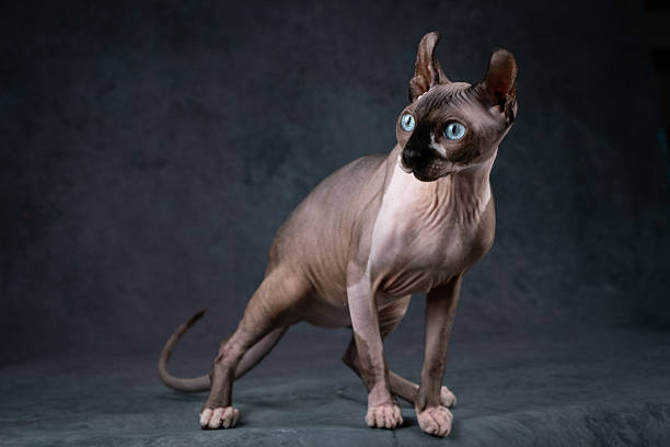 istock Lovely bald cat with blue eyes, Studio shooting on a gray background 2211263603